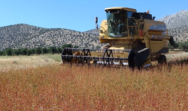 Karabuğday hasadı başladı