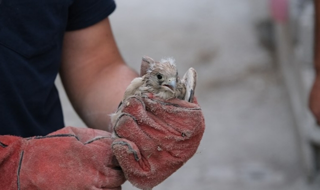 Karapınar'da Kerkenez bulundu