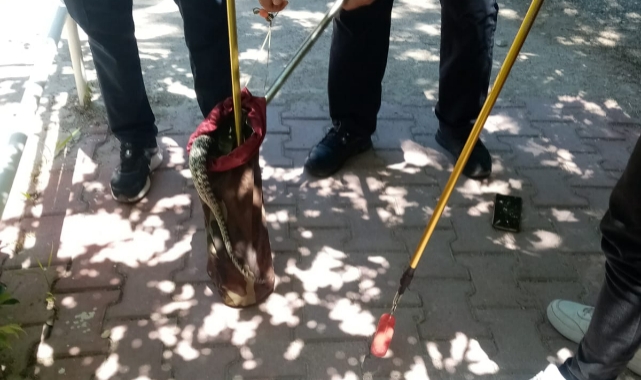 Karapınar'da yılan paniği