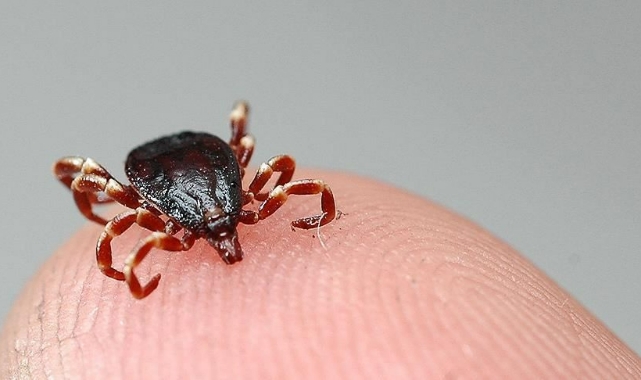 &quot;Keneye çıplak elle dokunmayın&quot;