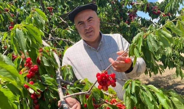 Kiraz üreticiyi üzdü