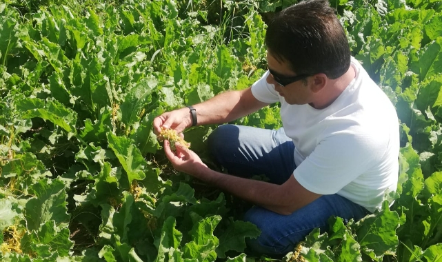 Kök çürüklüğü ve Karadrina uyarısı