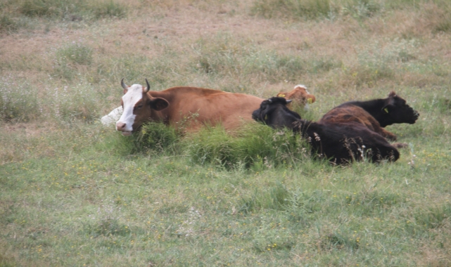 Komşuda ‘Şap’ alarmı!