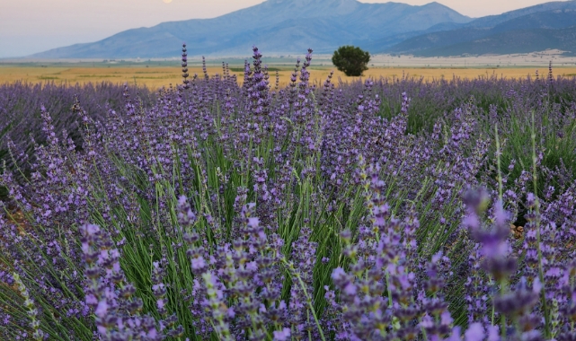Lavanta Bahçeleri açılışı bekliyor