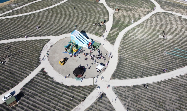 Lavanta festivali düzenlendi