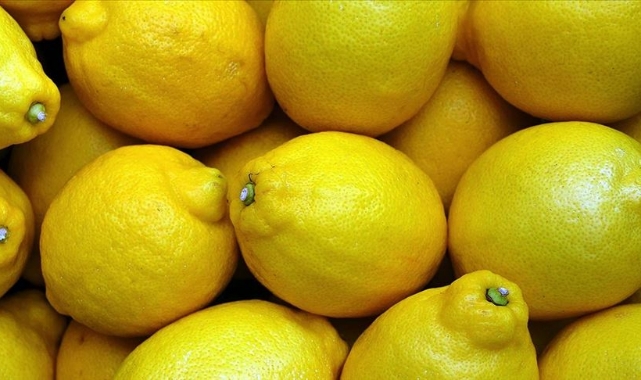 Limon hasadı başladı