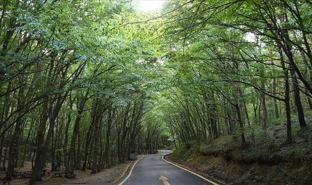 Orman alanlara giriş yasaklandı