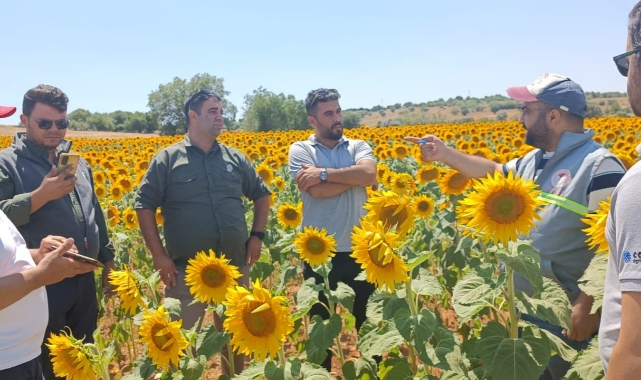 Yağlık Ayçiçeği kontrol edildi