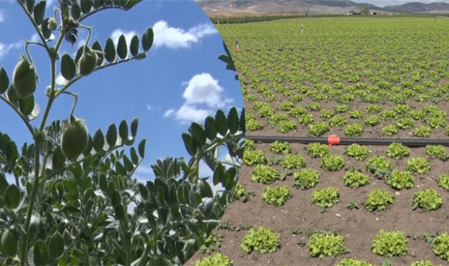 Atıl araziler üretime kazandırıyor