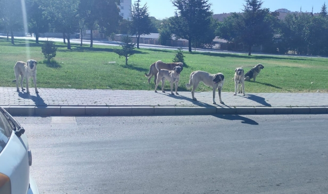 Başıboşluk fonlanıyor mu?
