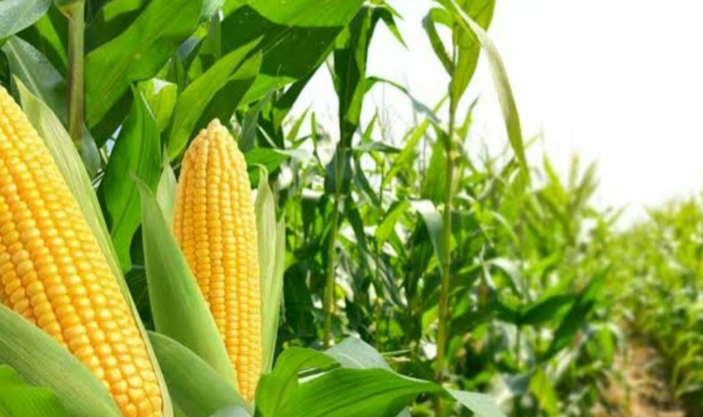 Harman’dar mısır fiyatına tepki gösterdi!