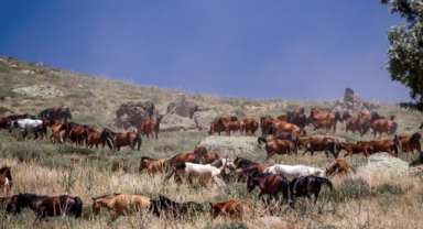 Karadağ'da yabani atlar görüntülendi