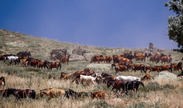 Karadağ&#039;da yabani atlar görüntülendi