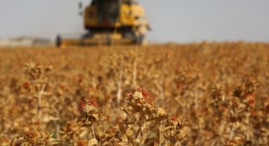 Konya'da susuz tarım modeli!