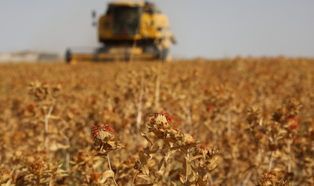 Konya&#039;da susuz tarım modeli!