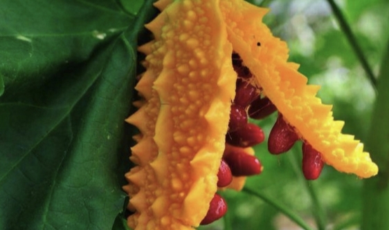 Şifa kaynağı “Kudret narı”