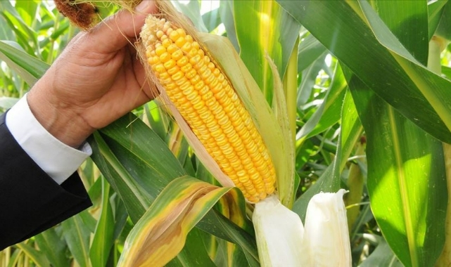 TMO mısır alımlarına başlıyor