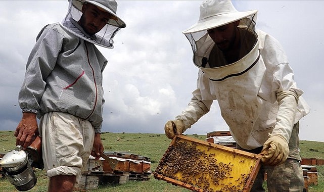 Arıcıların gözüaydın!