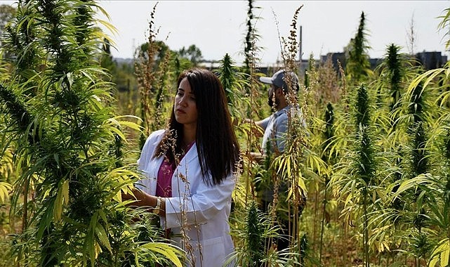 Doğa dostu &quot;KENEVİR&quot; kobay oldu