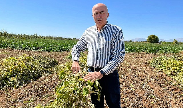 Fasulye hasadı başladı