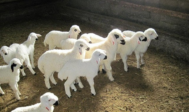 Hayvancılık destekleri açıklandı