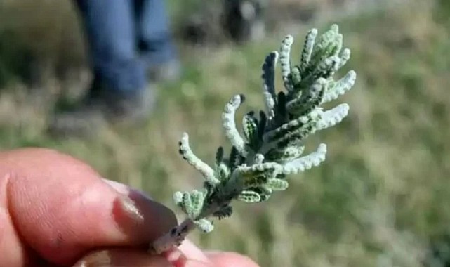 Kan şekerini normal seviyede tutan “OT”