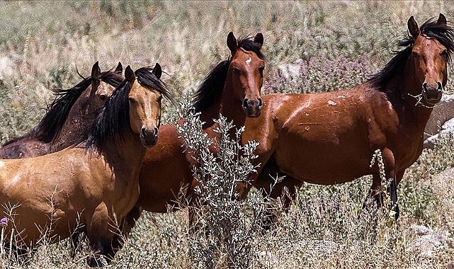 Karadağ&#039;daki yaban hayatı &quot;Susuz kaldı&quot;