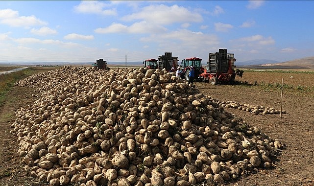 Karaman’da hasat başladı – Gözler Türk Şeker’e çevrildi