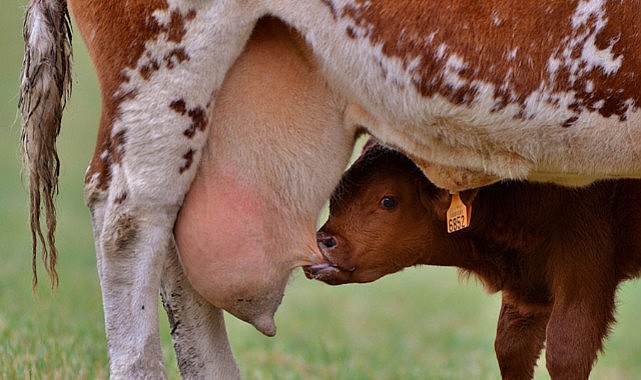 Karaman&#039;daki büyükbaş üreticilerine &quot;Müjde&quot;