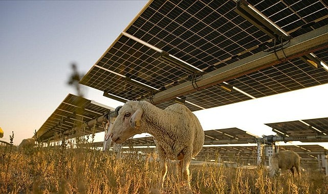 Küçükbaş için otlatmaya açıldı