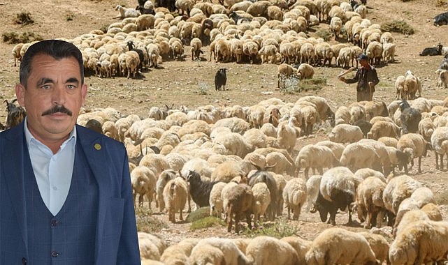 Küçükbaş verimliliğinde önemli sıçrama