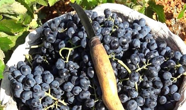 Kuruyemişçilerin gözdesi sergide