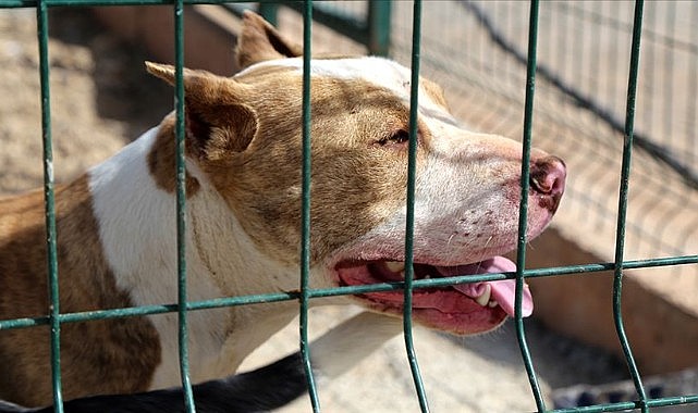Sahipsiz köpek dehşet saçtı!