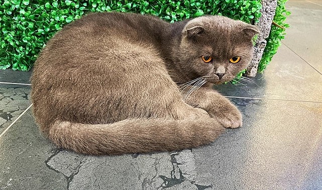 Yanlış mama kullanımına dikkat!