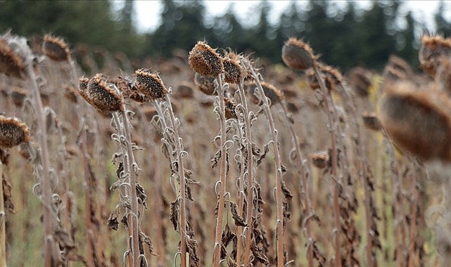 Ayçiçeğinde verim düştü