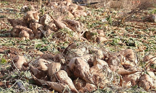 İşte şeker pancarı alım fiyatı