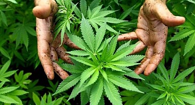 Kenevir üretimi için Karaman işaret edildi