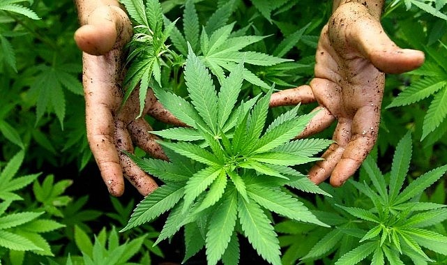 Kenevir üretimi için Karaman işaret edildi