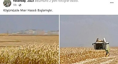 Mısır hasadı başladı başlamasına da…