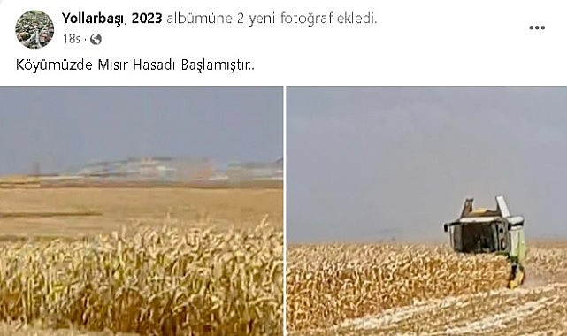 Mısır hasadı başladı başlamasına da…
