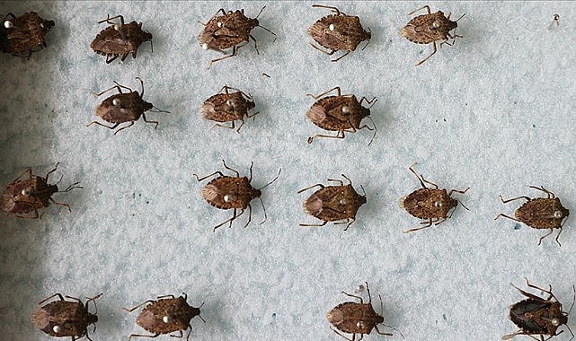 Önemli bir tehdit haline geldi