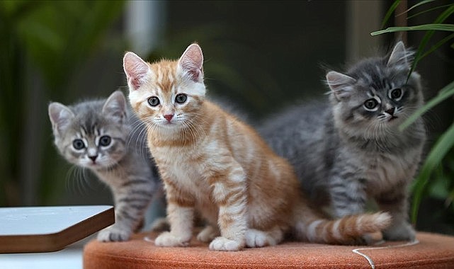 Sayısı 2 milyonu aştı