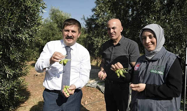 Vali Sarıibrahim zeytin hasadına katıldı
