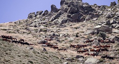 Karadağ yılkı atları
