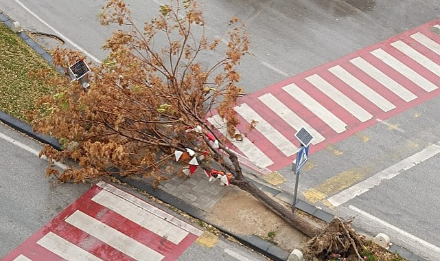 Karaman'da ağaçlar devrildi