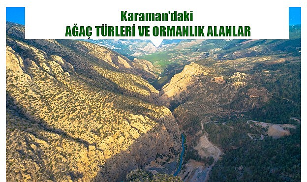 Karaman’daki ağaç türleri ve ormanlık sahalar
