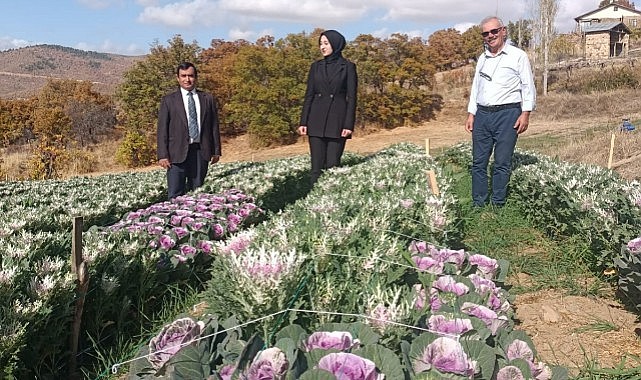 Sarıveliler&#039;de süs lahanası