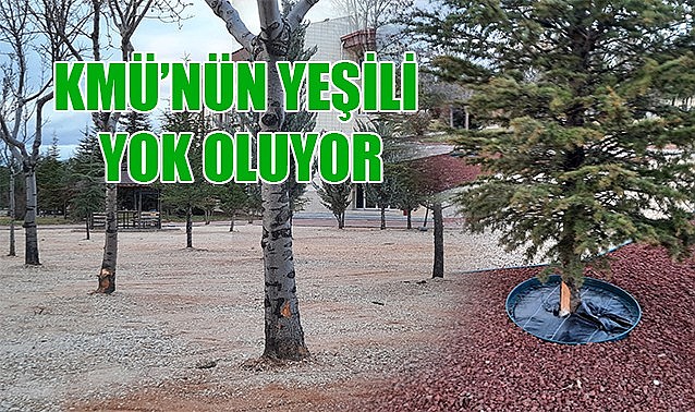 KMÜ&#039;nün yeşili yok oluyor