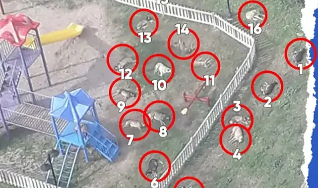 Türkiye&#039;nin sorunu: Başıboş Köpekler!