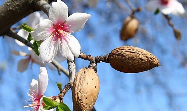 Karaman'da bademler güneşe kandı